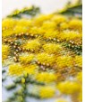 Mimosa — Embroidery Kit VB‑090