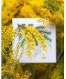 Mimosa — Embroidery Kit VB‑090