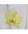 Ukrainian Snow-white Hemp (Camilla)